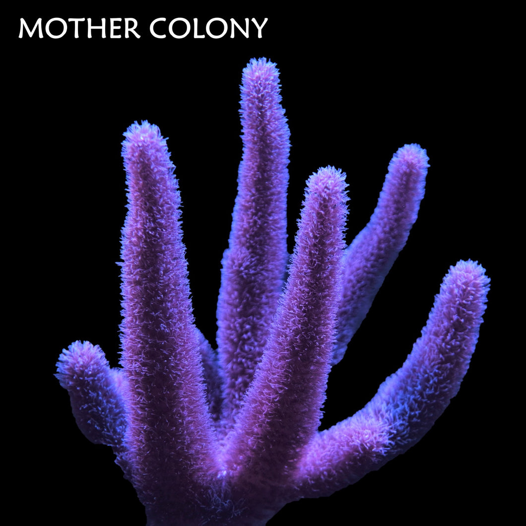 Pulsating Pink Finger Leather Coral